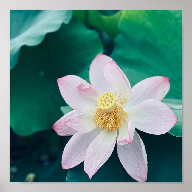 Poster Flor de Lotus (Frente)