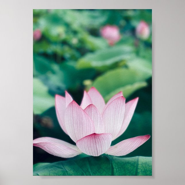 Poster Flor de Lotus (Frente)