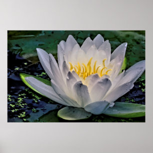 Poster Flor de Lotus Branca brilhante