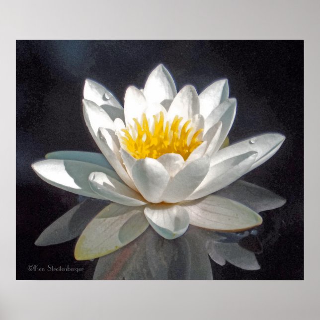 PÓSTER FLOR DE LÓTUS BRANCA E REFLEXO (Frente)
