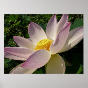 Poster Flor de Lotus Cor Rosa III Verão Floral