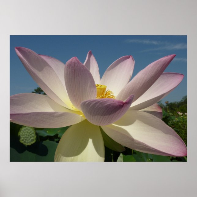 Poster Flor de Lotus e Céu Azul I (Frente)