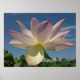 Poster Flor de Lotus e Céu Azul II