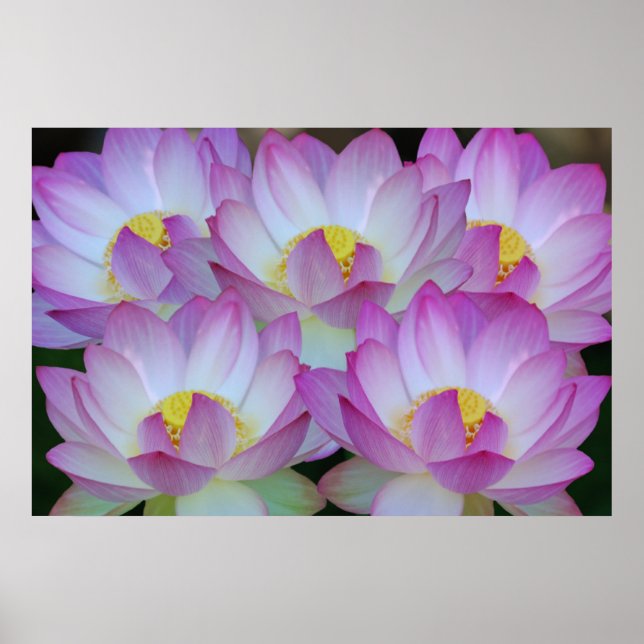 Póster Flor de lótus e seu significado (Frente)
