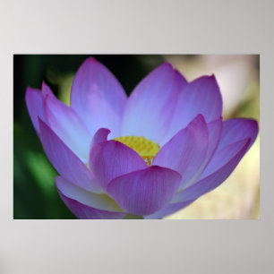 Póster Flor de Lotus e seu significado
