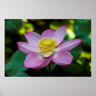Poster Flor de lótus em flor, Indonésia