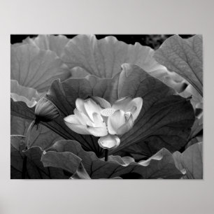 Poster Flor de Lotus em preto e branco