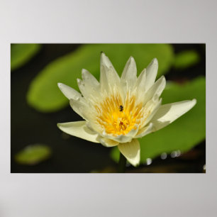 Poster Flor de lótus (lírio de água)