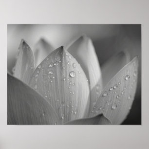 Poster Flor de Lótus Monocromática Serena Macro