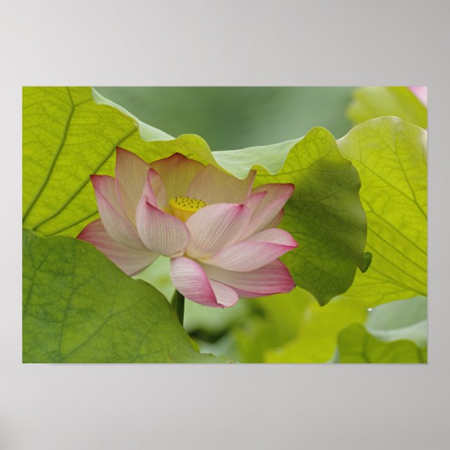 Poster Flor de lótus, Nelumbo nucifera, China (Frente)