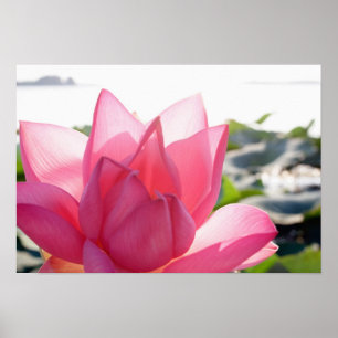 Póster flor de lótus [Nelumbo speciosum] em plena