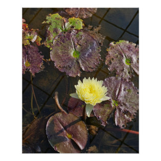 Póster flor de lótus no outono