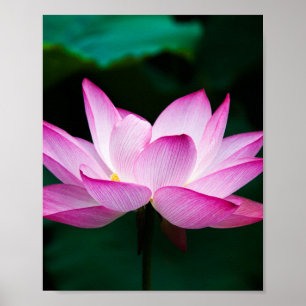 Poster Flor de Lotus Rosa