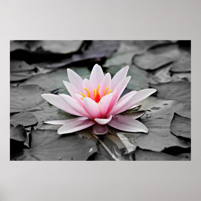 Poster Flor de Lotus Rosa (Frente)