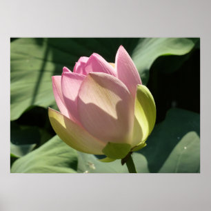 Poster Flor de Lotus Rosa Brilhante Verão
