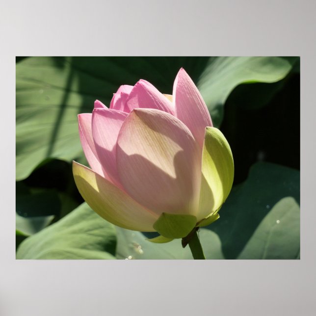 Poster Flor de Lotus Rosa Brilhante Verão (Frente)