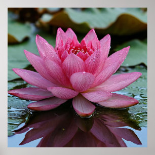 Poster Flor De Lotus Rosa Com Pétalas Vibrantes