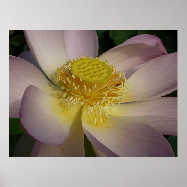 Poster Flor de Lotus Rosa I Verão Floral (Frente)