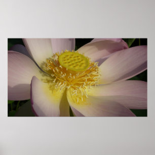 Póster Flor de Lotus Rosa I Verão Floral