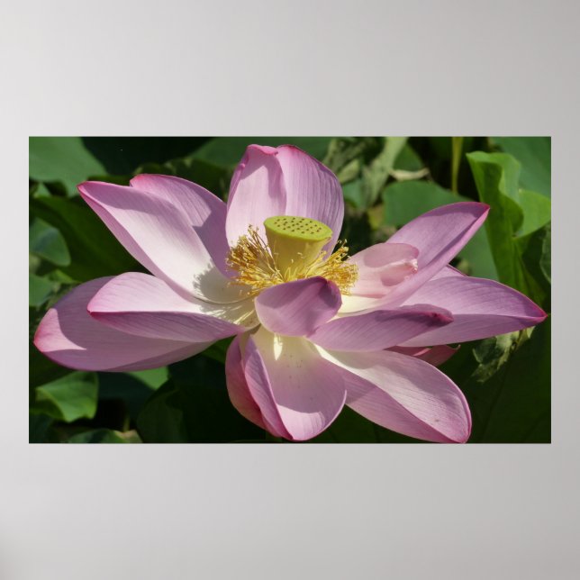 Póster Flor de Lotus Rosa II Verão Floral (Frente)