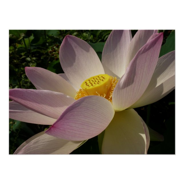 Póster Flor de Lotus Rosa III Verão Floral (Frente)