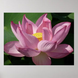 Póster Flor de Lotus Rosa IV