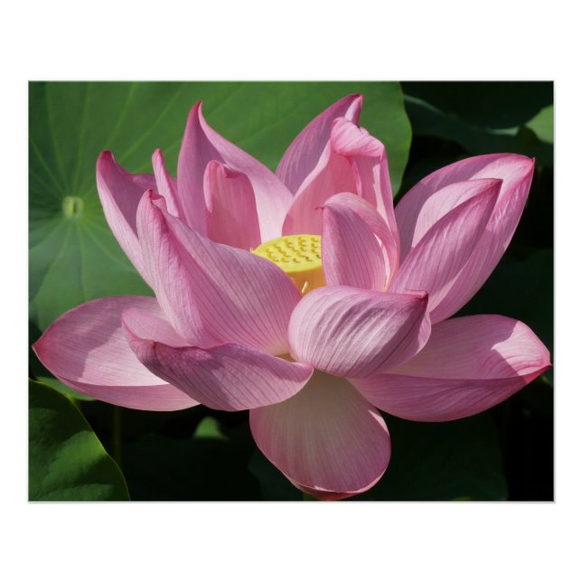 Póster Flor de Lotus Rosa IV (Frente)
