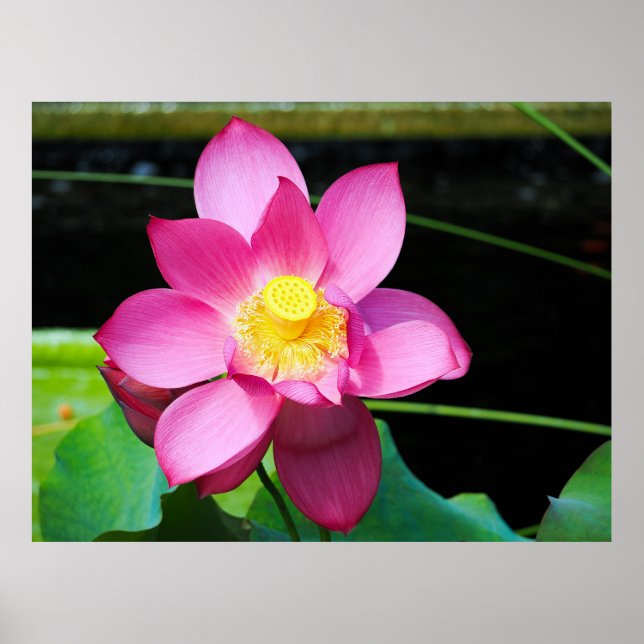Poster Flor de Lotus Rosa Quente (Frente)
