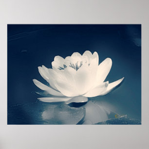 Póster Flor de Lotus tonificada azul