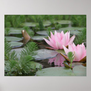 Póster Flor de lótus/Waterlily