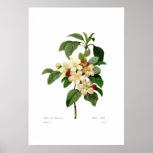 Poster Flor de maçã