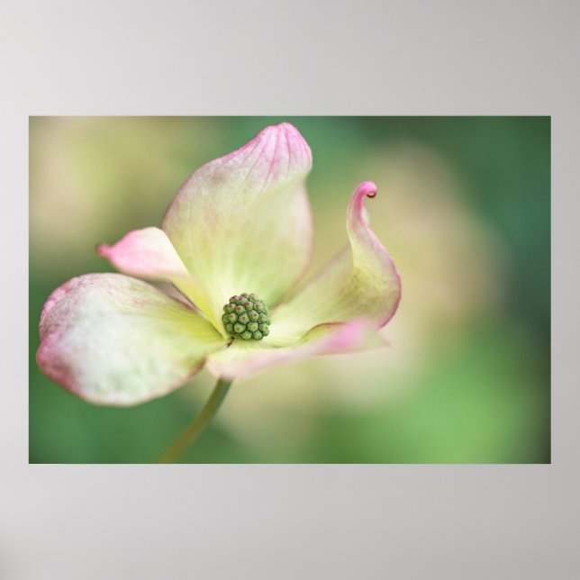 Poster Flor de madeira | Cornus Kousa "Miss Satomi" (Frente)