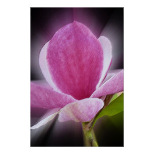 Póster flor de magnólia rosa