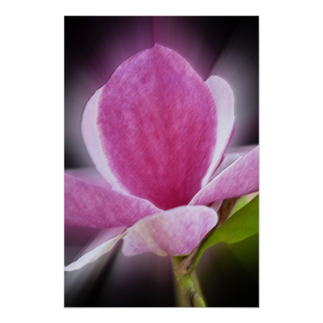 Póster flor de magnólia rosa (Frente)