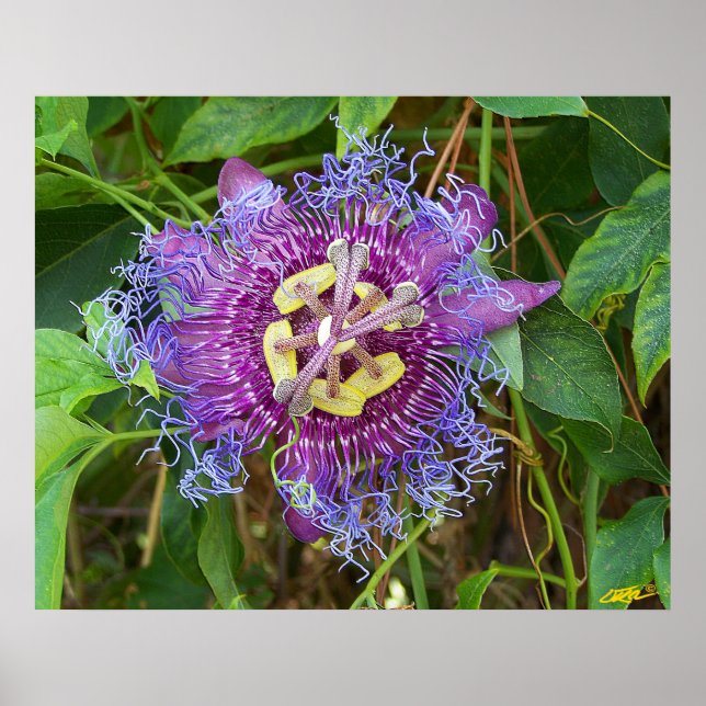 Poster Flor de Maracujá (Frente)