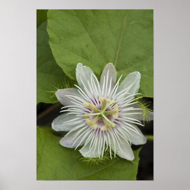 Póster Flor de Maracujá de Galápagos Passiflora foetida (Frente)
