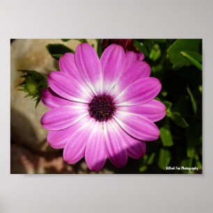 Poster Flor de Margarida Africana Roxa
