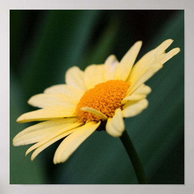 Poster Flor de Margarida Amarela Close Up (Frente)