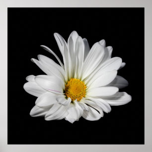 Póster Flor de Margarida Branca Elegante
