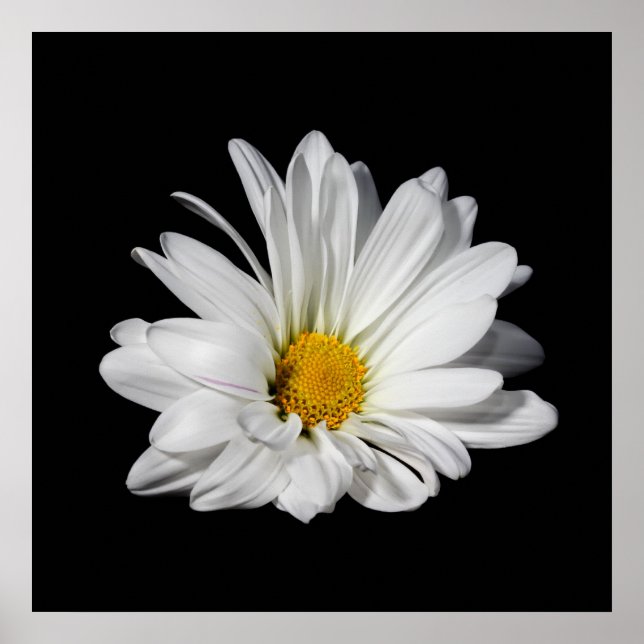 Póster Flor de Margarida Branca Elegante (Frente)
