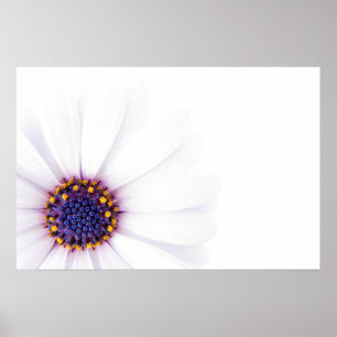 Poster Flor de margarida branca minimalista em fundo bran