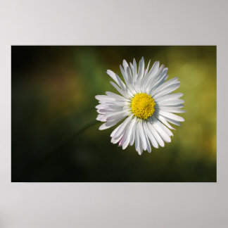 Poster Flor de Margarida Floral Fotografia da Natu