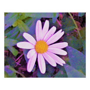 Póster Flor de Margarida Rosa