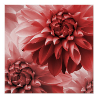 Póster Flor de monotone vermelho-vibrante