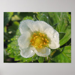 Poster Flor de morangueiro