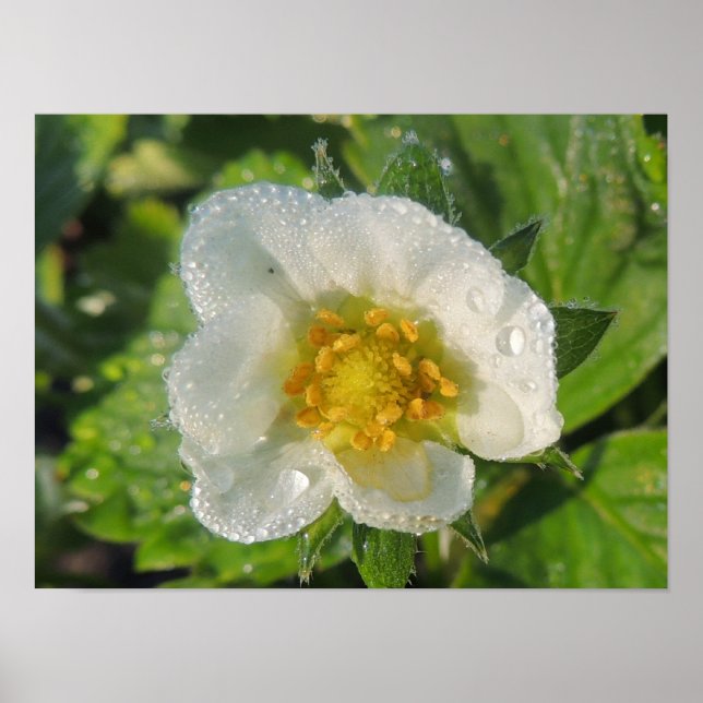 Poster Flor de morangueiro (Frente)