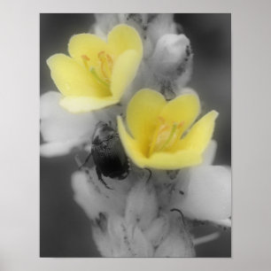 Póster Flor de Mullein com Besouro em Cor Parcial