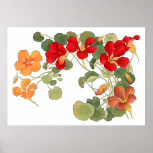 Poster Flor de nasturtium, ukiyo e arte japonesa