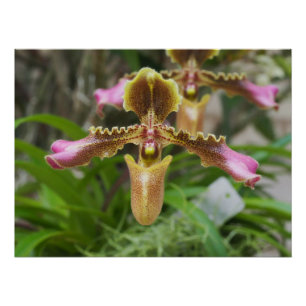 Póster Flor de orquídea