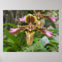 Flor de orquídea